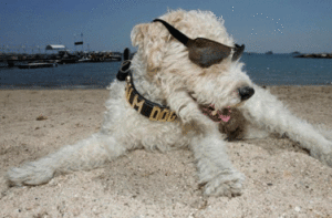 Spiaggia per cani