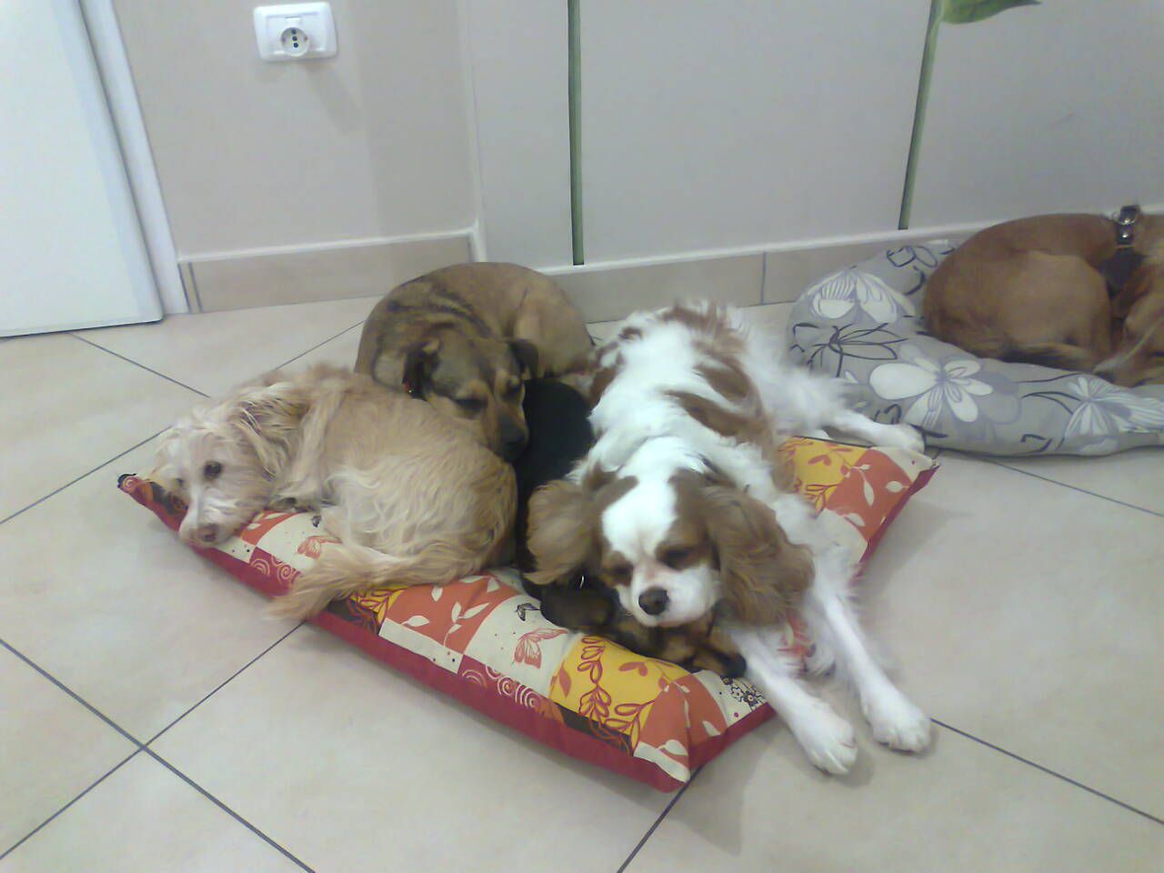 Agnese, Lully, Linda e Hope