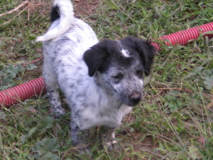 cucciolo orvieto3