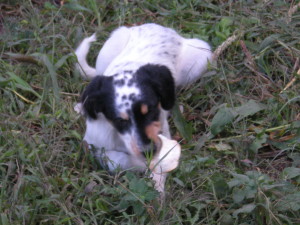 cucciolo orvieto4