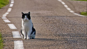 gatto scappa di casa