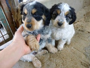 Australian Shepherd